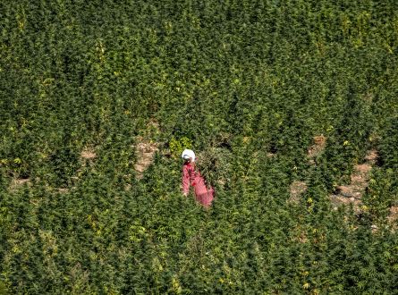 المغرب يرفع المساحة المزروعة بالقنب الهندي ثمانية أضعاف