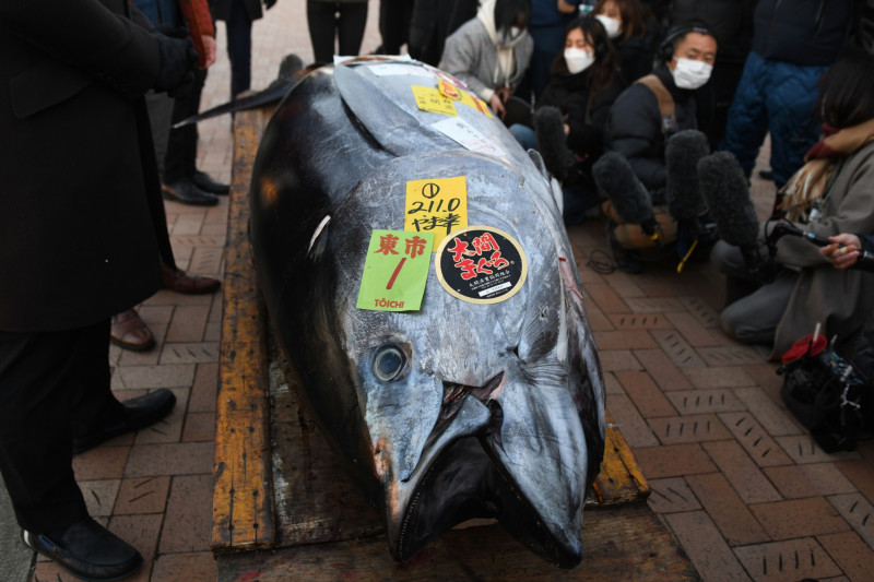 سمكة التونة التي بيعت بأعلى سعر بالمزاد الأول لعام 2022 في سوق تويوسو.