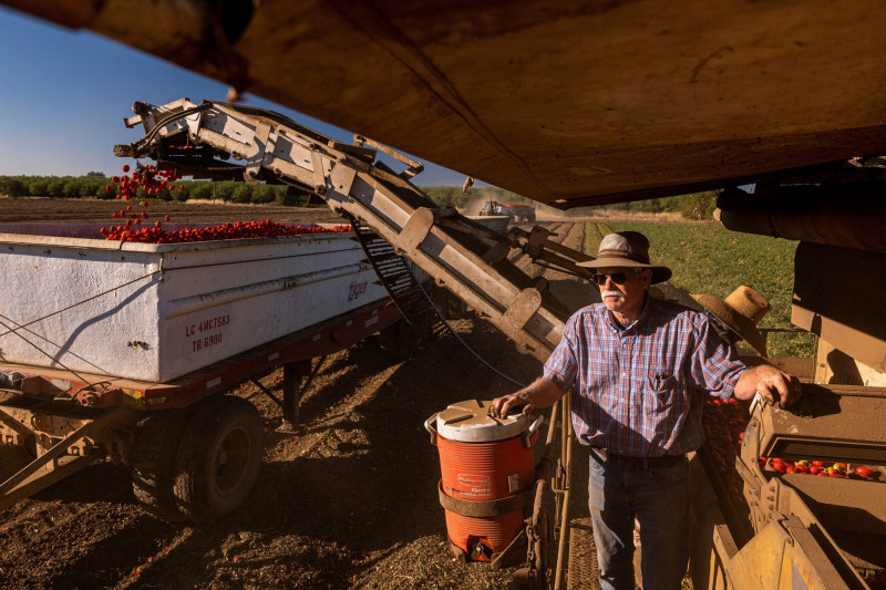 خفّض بروس رومينغر، وهو مزارع من أب عن جد لخمسة أجيال، رقعة زراعة الأرز بنسبة 90% لإفساح المجال للطماطم في مزرعته بوينترز، كاليفورنيا
