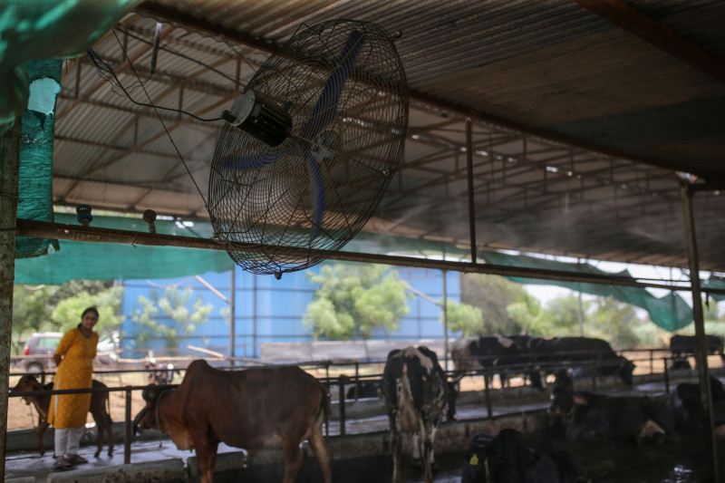 تستخدم غاياتري ريتيش كومار باتيل رشاشات المياه والمرواح في مزرعتها للألبان في غوجارات في الهند.