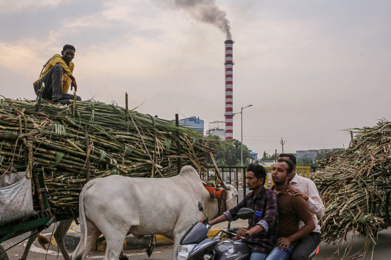 مزارعون ينقلون قصب السكر إلى مصنع لاستخراج السكر في ولاية ماهاراشترا، الهند
