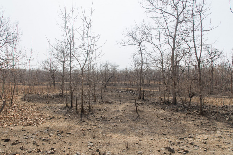 في منطقة سيهور في وسط الهند، أدى لهيب الصيف إلى زيادة عدد حرائق الغابات بأكثر من الضعف ليبلغ ثمانية حرائق في الشهر.