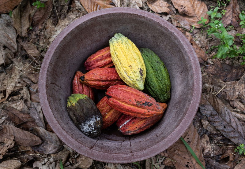 مجموعة من بذور الكاكاو، ساحل العاج