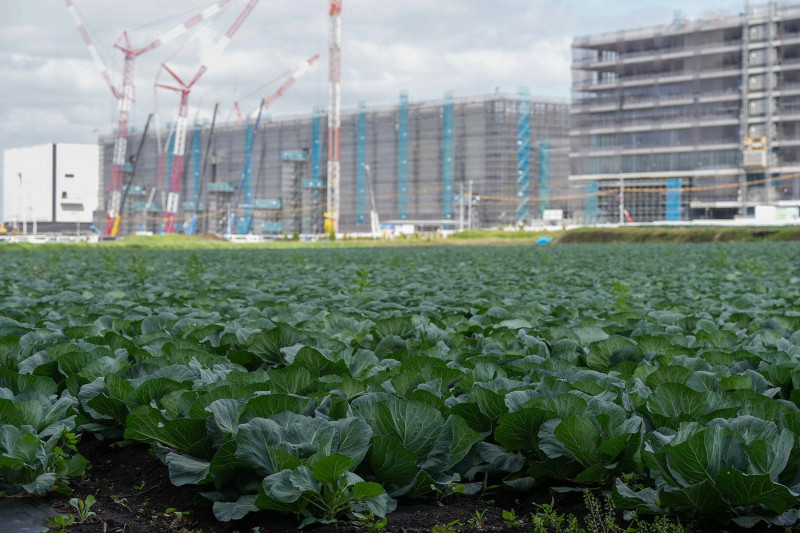 حقول نبات الكرنب قرب مصنع "تايوان سيميكونداكتور في كيكويو في اليابان