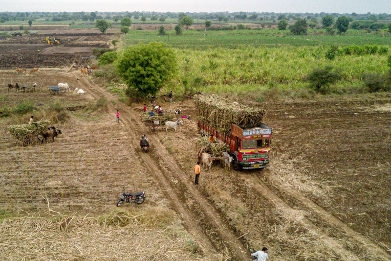 عمال يحصدون قصب السكر في حقل