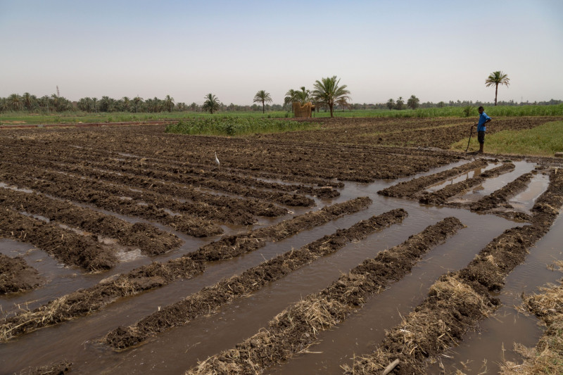 مُزارع يراقب عملية الري لأرضه في إطار جهود ترشيد استهلاك المياه بالأقصر، مصر.