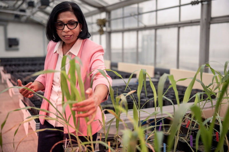 شوبا سيفاسانكار تتفقد نباتات الذرة الرفيعة في صوبة زراعية تابعة للوكالة الدولية للطاقة الذرية