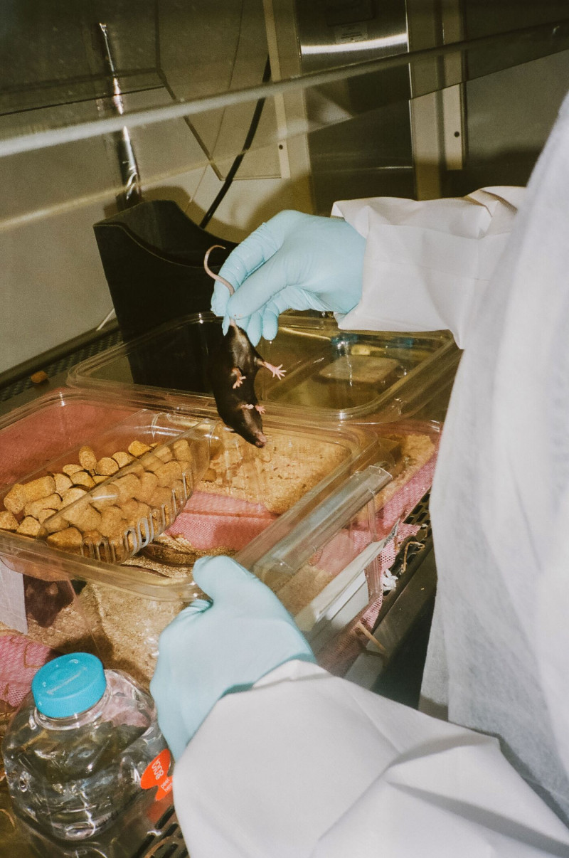 اختصاصي الطب البيطري يتفقد أحد فئران التجارب داخل المختبر