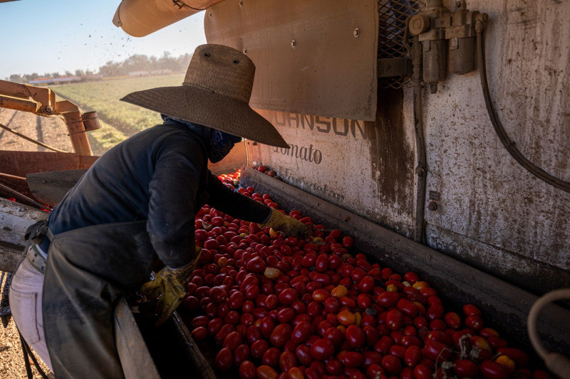 عامل يفرز الطماطم التي حُصدت في وينترز، كاليفورنيا 