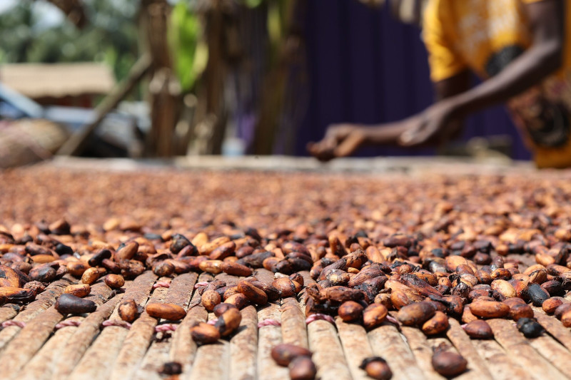 حبوب الكاكاو تجفف تحت أشعة الشمس في مزرعة في غانا