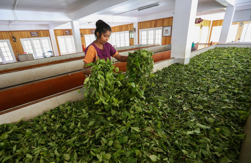 إحدى العاملات تنتقي الأوراق في مزرعة غيراغاما للشاي في كاندي في سريلانكا.