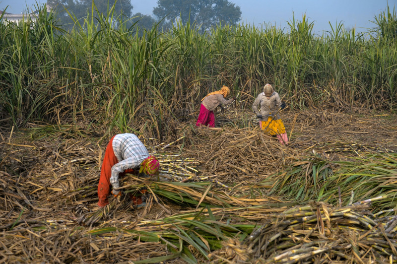 مزارعون يحصدون قصب السكر في موديناغار، الهند 