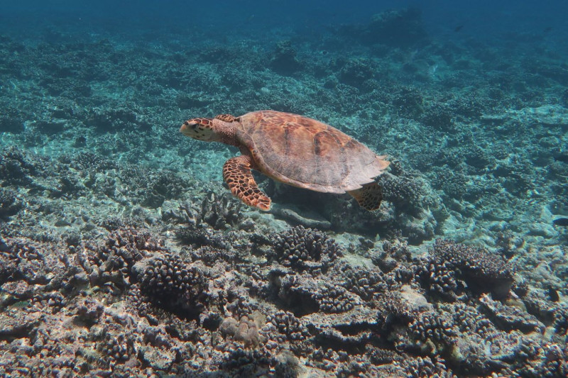 سلحفاة تسبح فوق شعاب مرجانية تدمرت نتيجة عملية ابيضاض في 2016