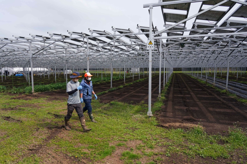 الألواح الشمسية مثبتة أعلى المحاصيل، وتدير شركة "تشيبا إيكولوجيكال إنرجي" المزرعة