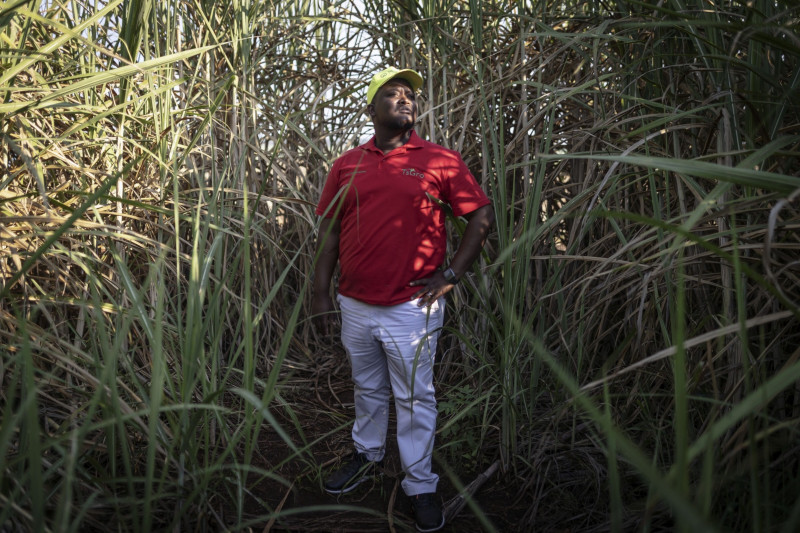 ثوباني لوبيسي يقف وسط قصب السكر المزمع حصاده بأحد حقوله في نكومازي، جنوب أفريقيا