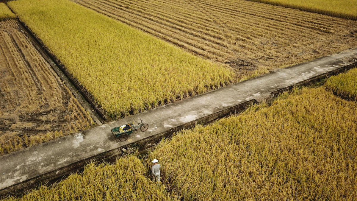 مزارع يمشي عبر حقل الأرز على مشارف ونتشو في الصين