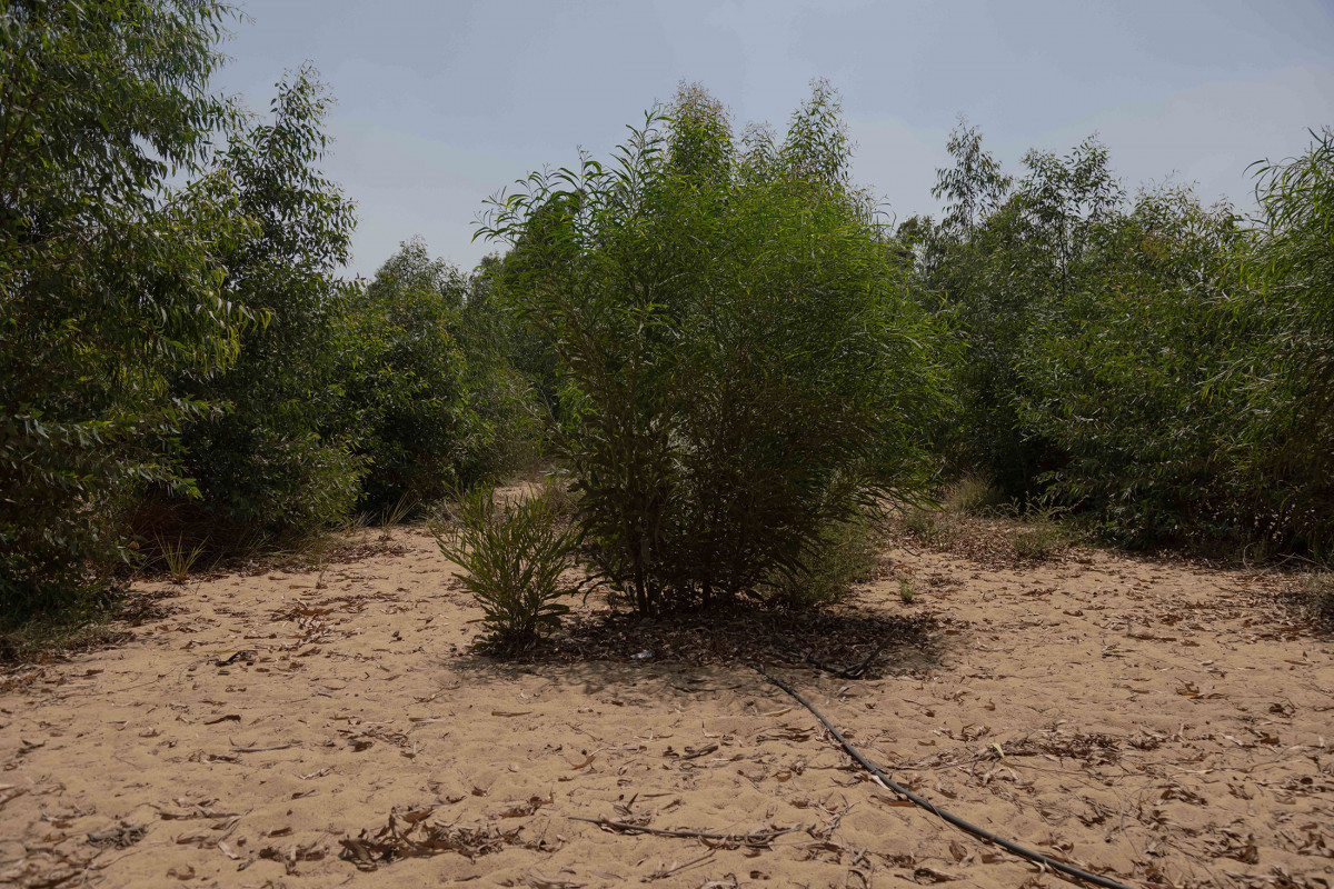 أشجار في مزارع غابة سيرابيوم في مصر